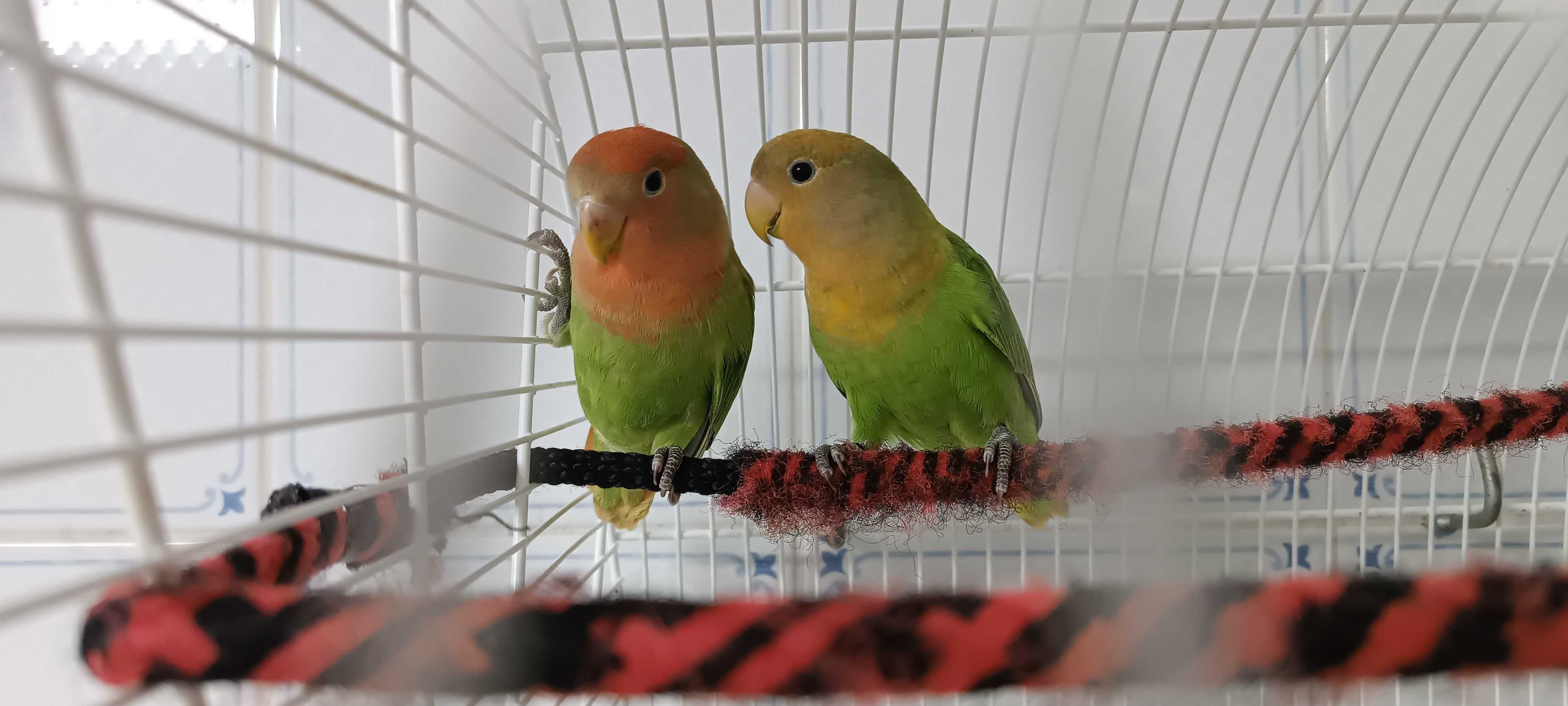 Tenho para ceder estes dois irmãos de Agapórnis Roseicolis verdes