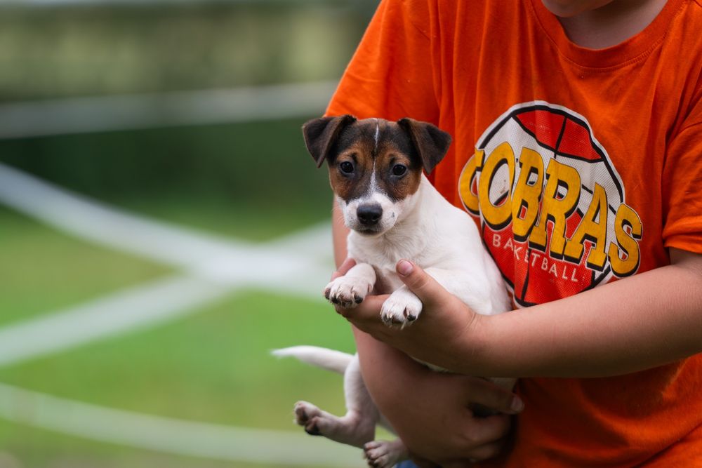 Jack Russell Terrier ZKwP gładkowłosy piesek