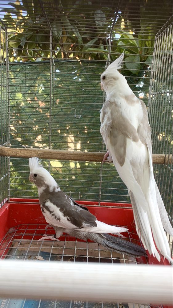 Disponiveis casais caturras , resicollis longfeather e piriquitos ingl