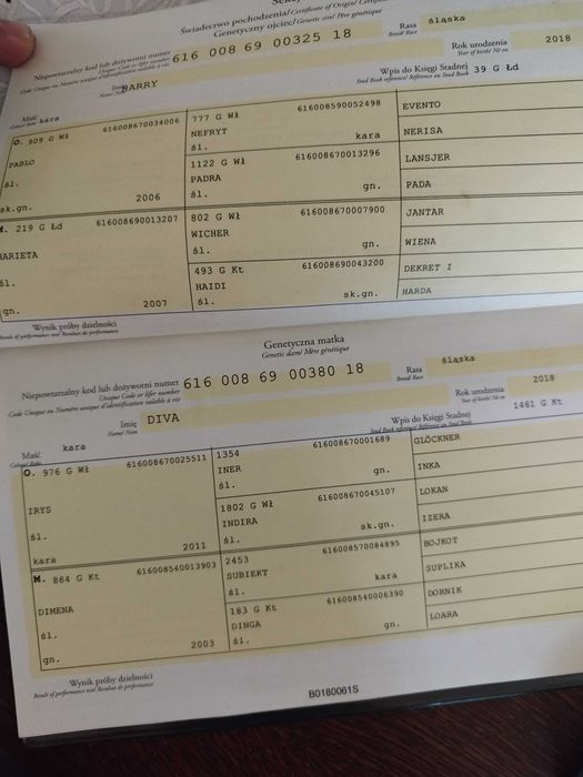 Sprzedam klacz śląską