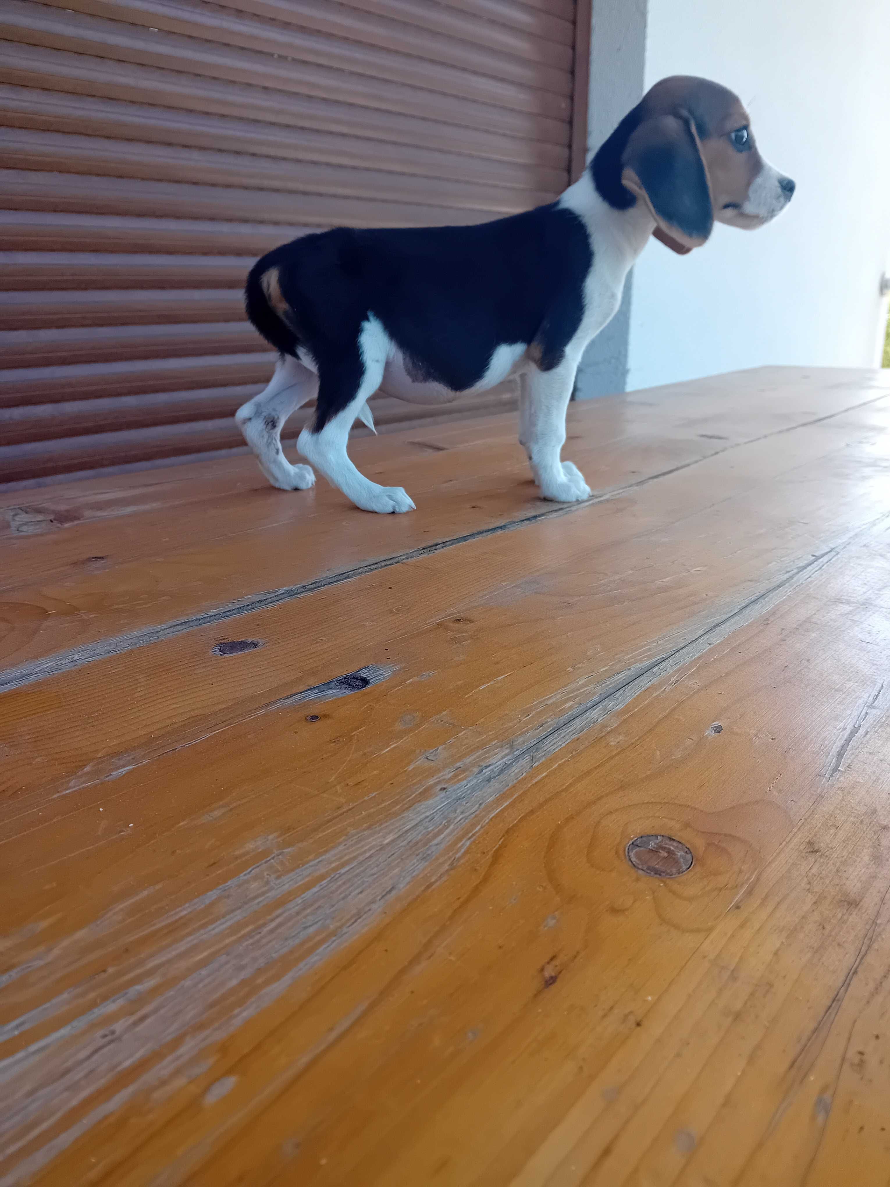 Uma Beagle fêmea