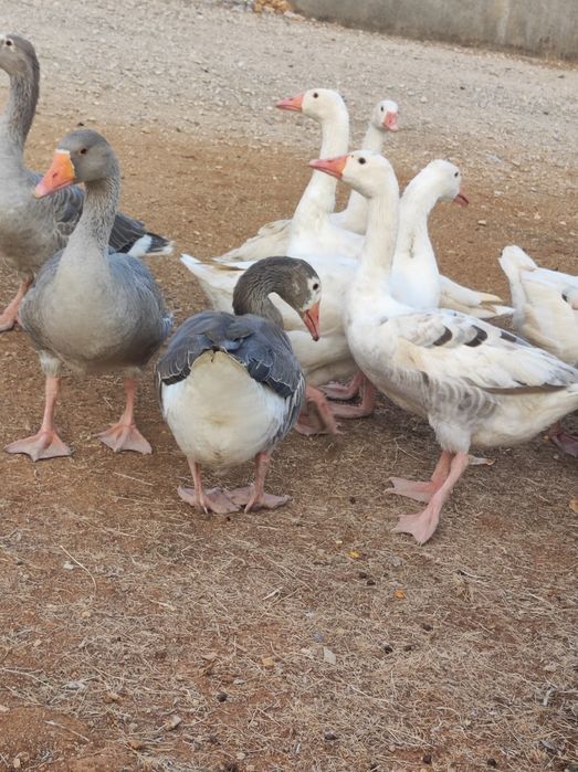 Vendo : Patos Gansos