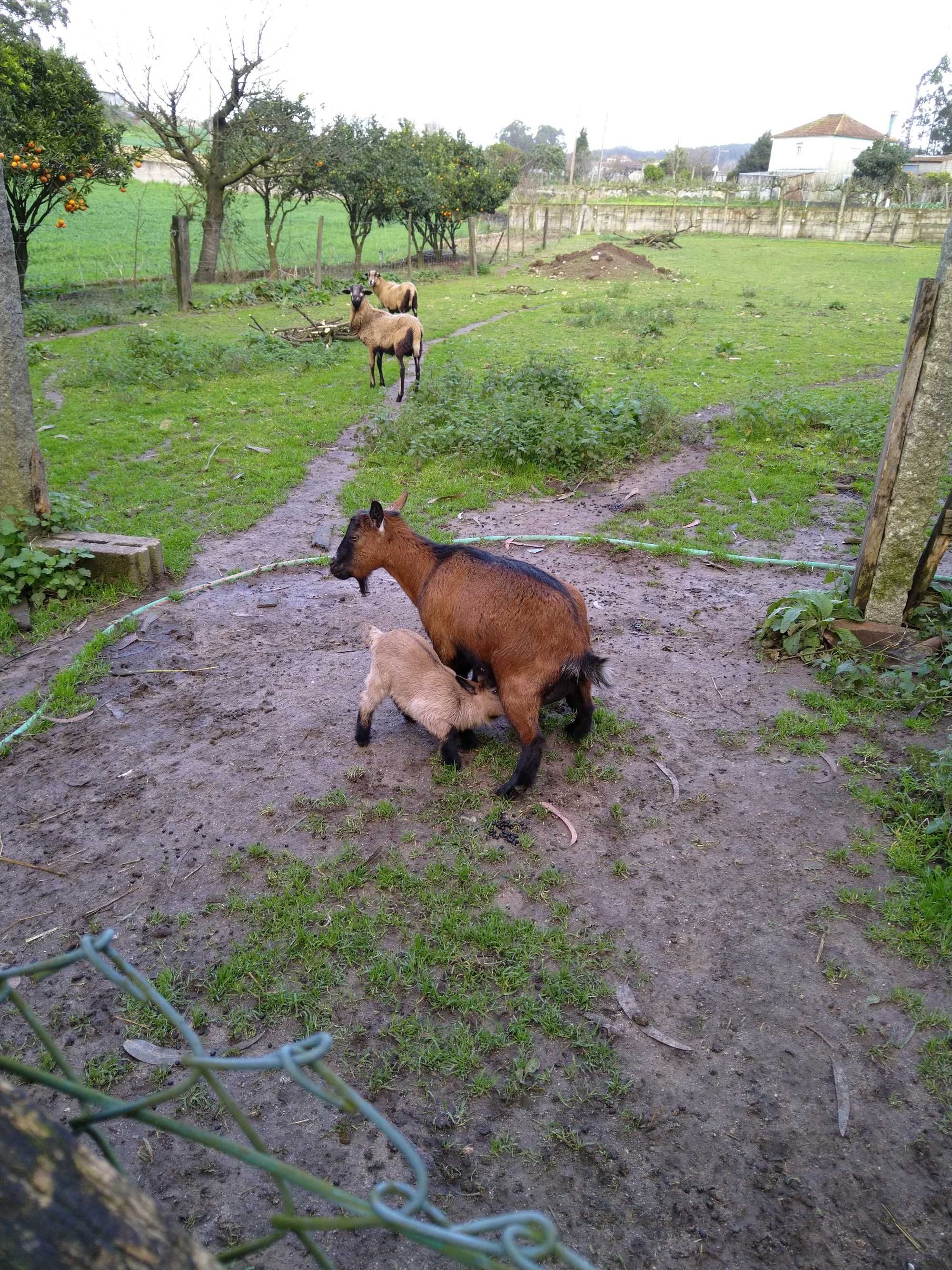 Cabras anãs machos