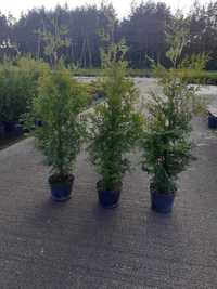 Thuja occidentalis Brabant Co10 litrów (160 - 180cm)