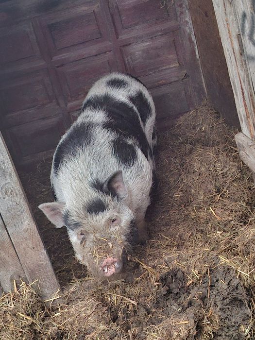 Sprzedam świnie knura