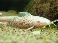 GB (Megalechis thoracata)Kiryśnik czarnoplamy/złoty albinos dowóz ryb!