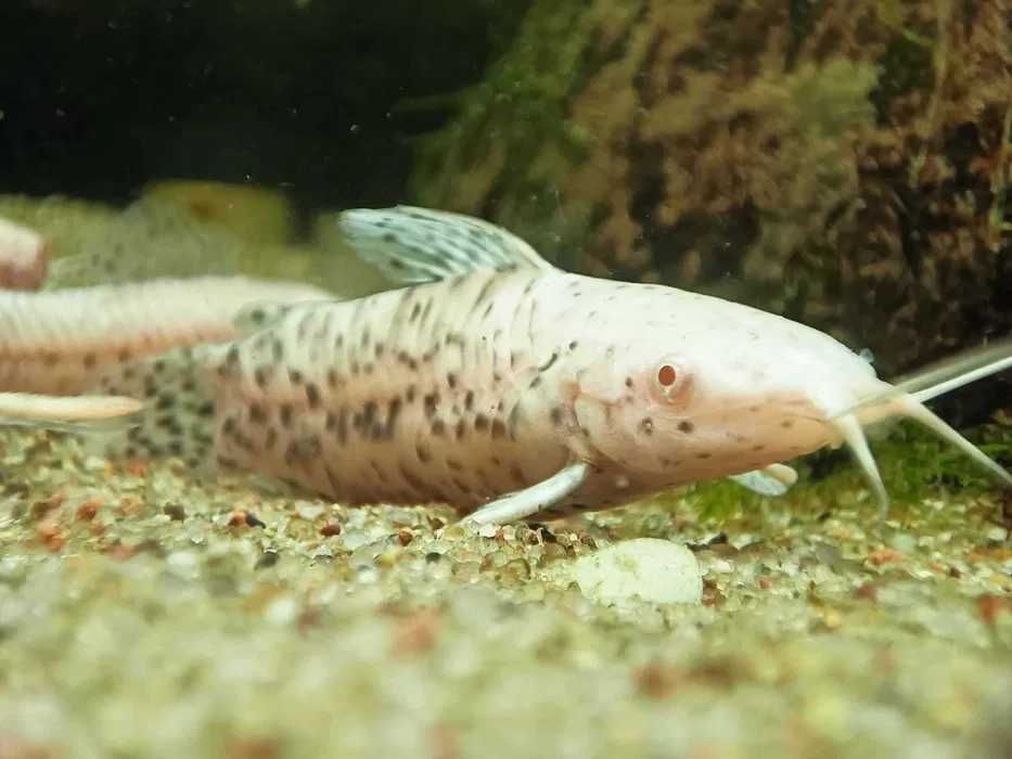 GB (Megalechis thoracata)Kiryśnik czarnoplamy/złoty albinos dowóz ryb!