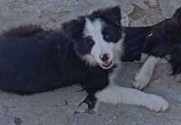 Border collie macho preto e branco