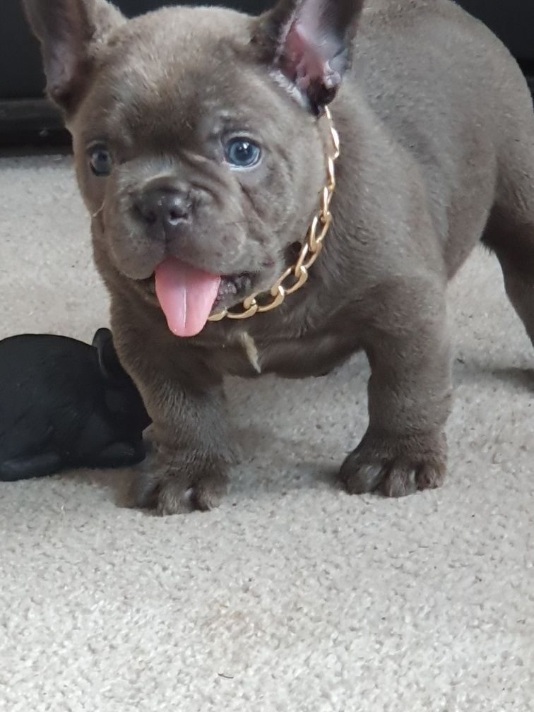 Buldog francuski/ Uroczą piesek