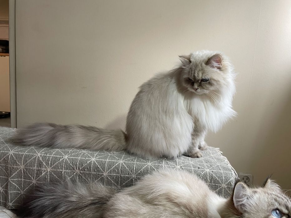 Kocurek Neva Masquerade FPL