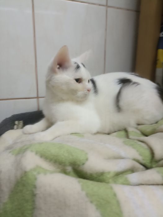 4 miesięczna kotka szuka domu niewychodzącego