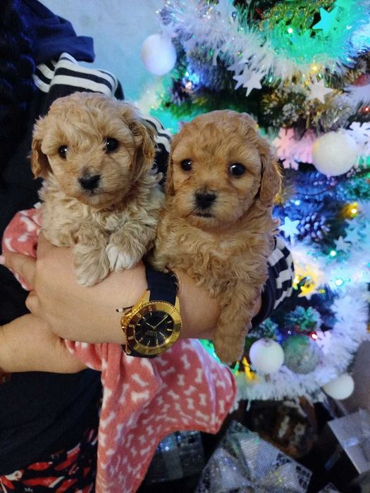 MALTIPOO Piękne Psiaki Hodowla Sisi i Spajki