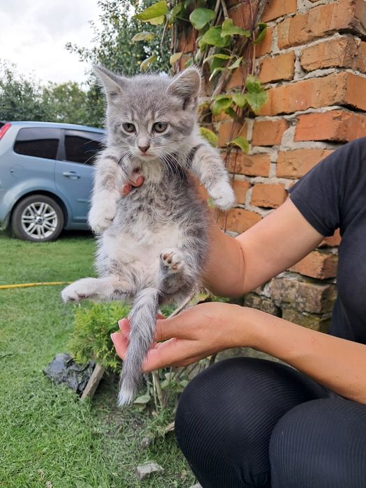 Сіра кицька і два котики  шукають сімю.