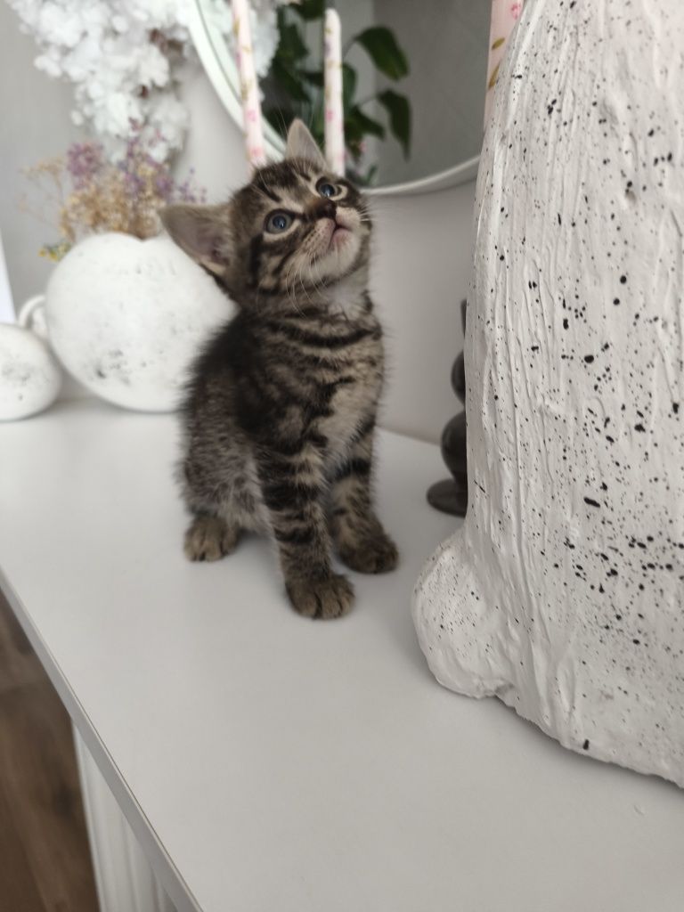 Кошенята 1,5 місяця
