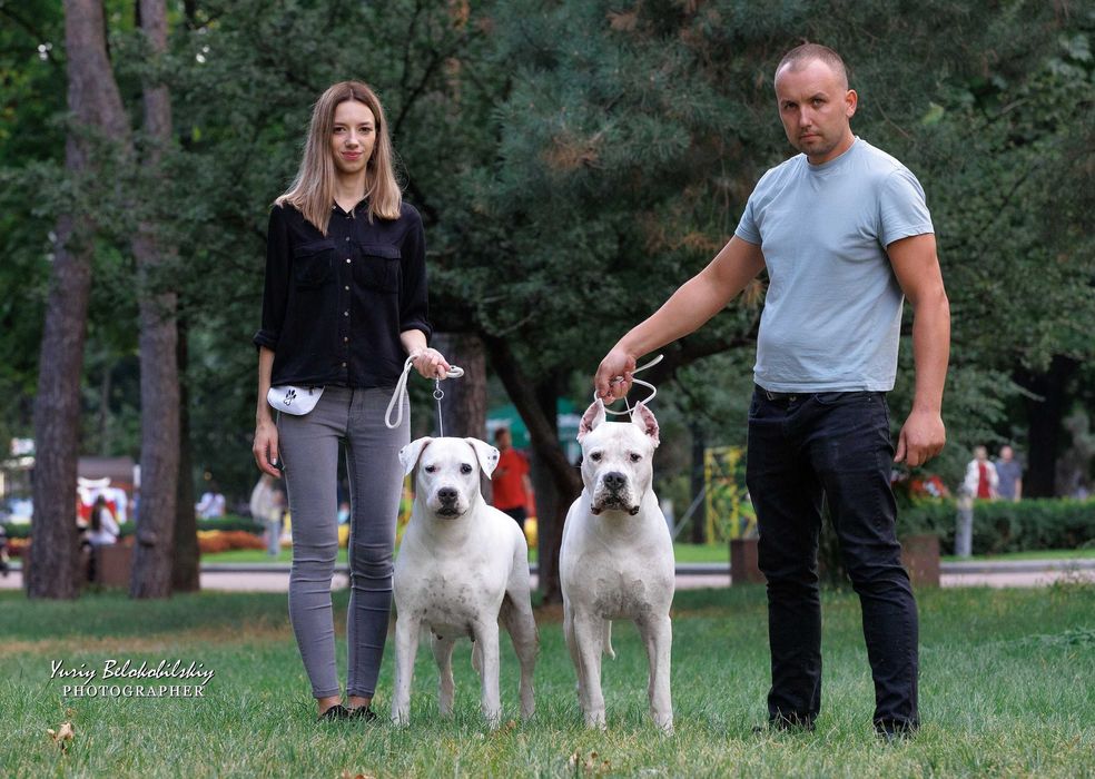 Аргентинський дог