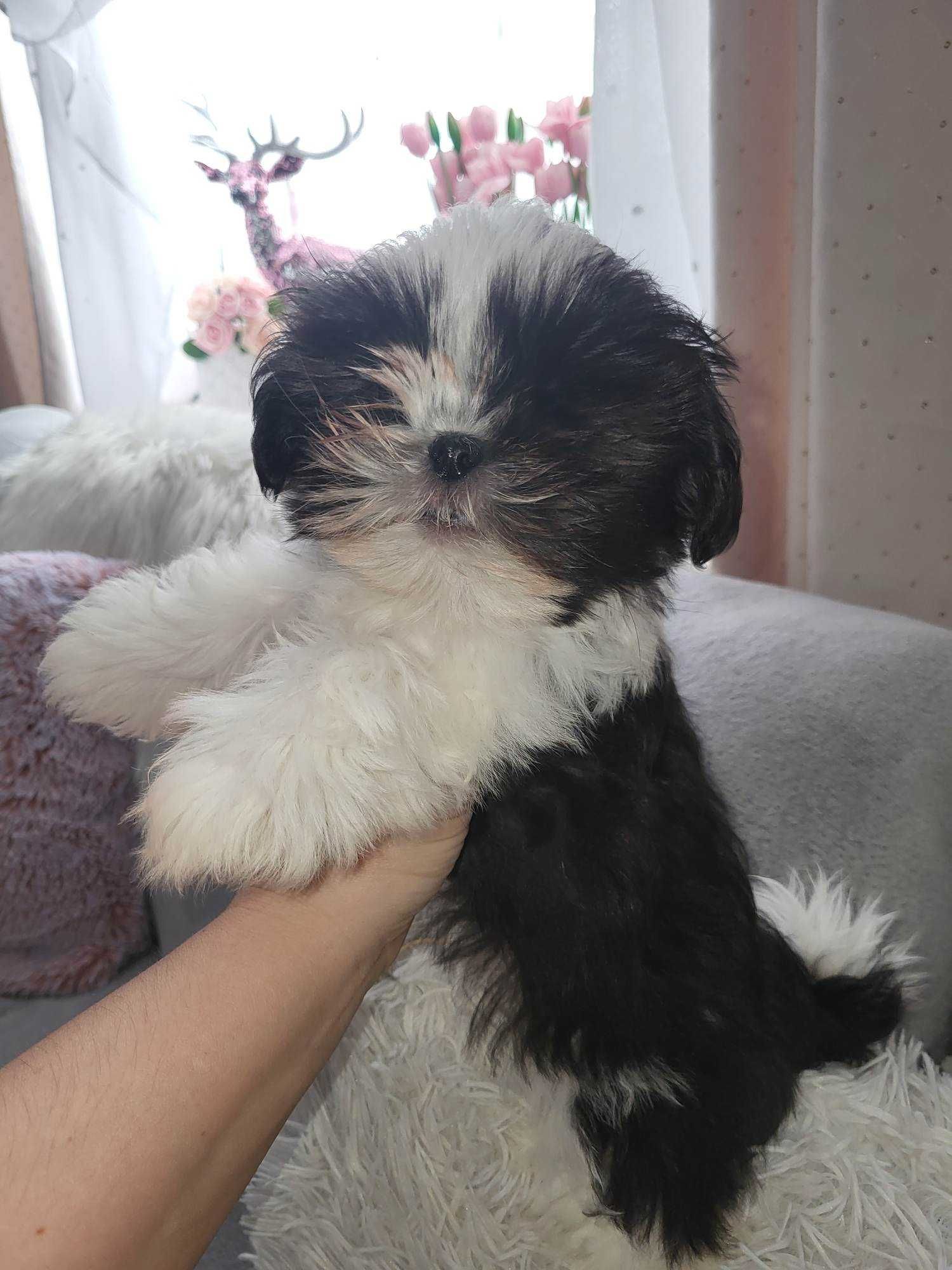 Shih-tzu biało cza4ny rezerwacja