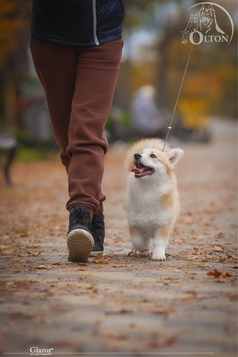 Справжня коргі Леді