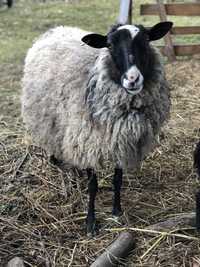 Вівці романівські, ягнята, продам ягнята