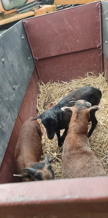 Sprzedam lub zamienię tryka owca kameruńska