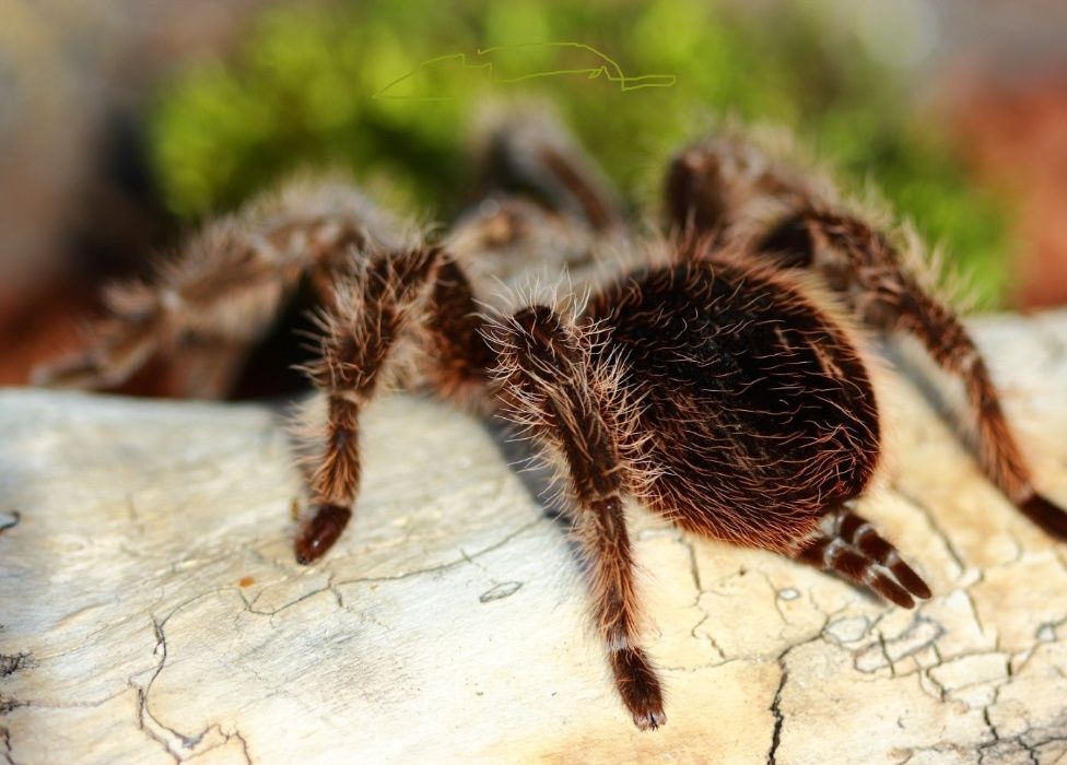 Набор с пауком птицеедом для новичков Brachypelma