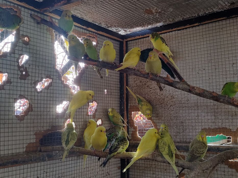 Papuga Falista Papużka Falista Młoda 2025 GRUDZIĄDZ