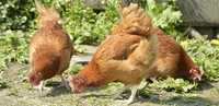 Kaczki gęsi kury Kokoszki kolorowe młode nioski certyfikowana ferma