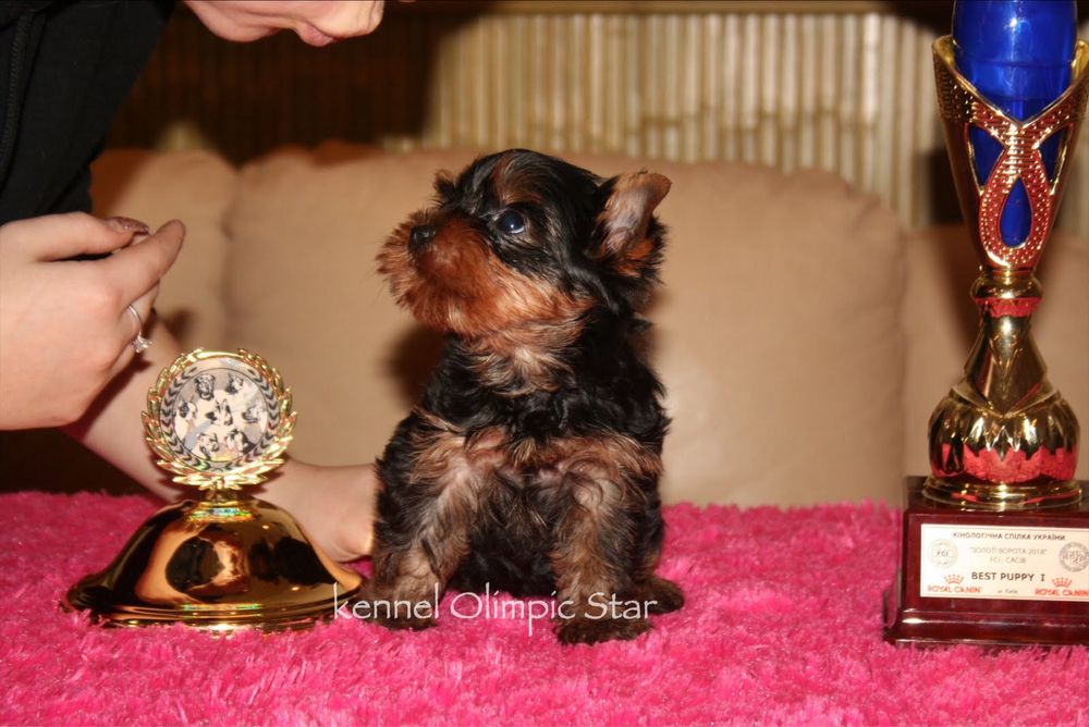 Щенки йоркширского терьера с питомника