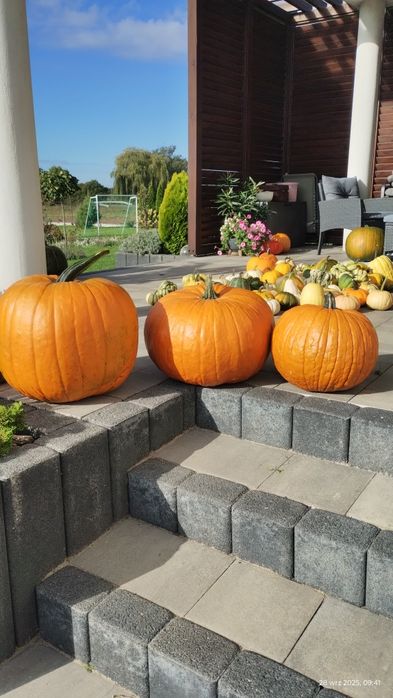 Dynia Halloween ozdobne kolorowe baby boo Radom