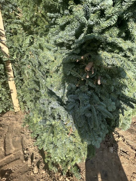 Galezie- NOBILIS- NORDMAN -CHOINKI jodla kaukaska producent -Pomorze