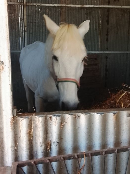 Égua muito mansinha e cavalo inteiro