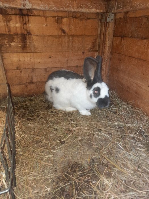 Srokacz  olbrzym niebieski