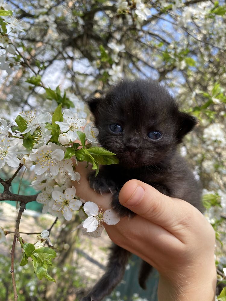 Кошенята в хороші руки