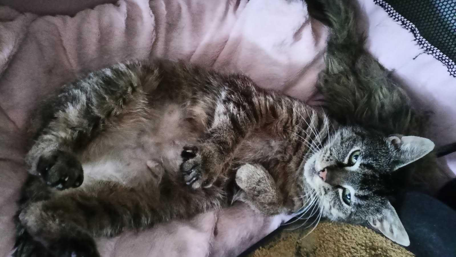 Bura kotka do adopcji