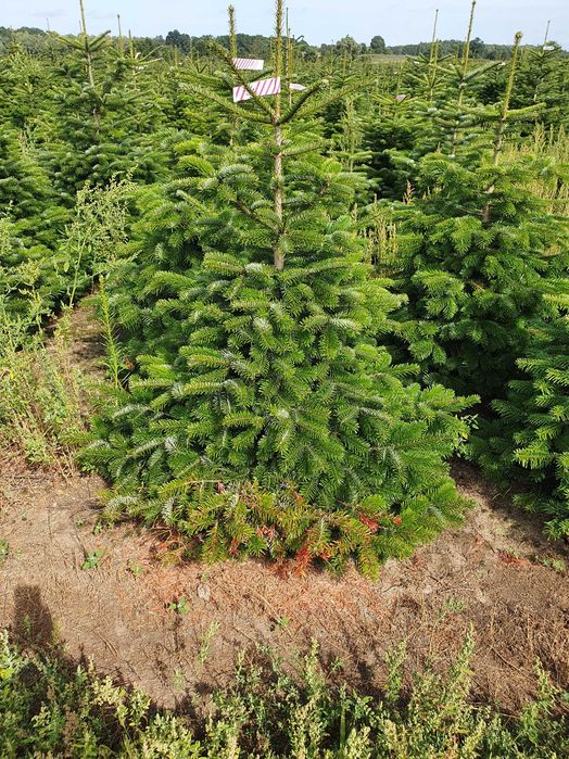 Świerk pospolity cięty 175-300 cm/ w donicy 80-175 cm/ TuChoinki.pl