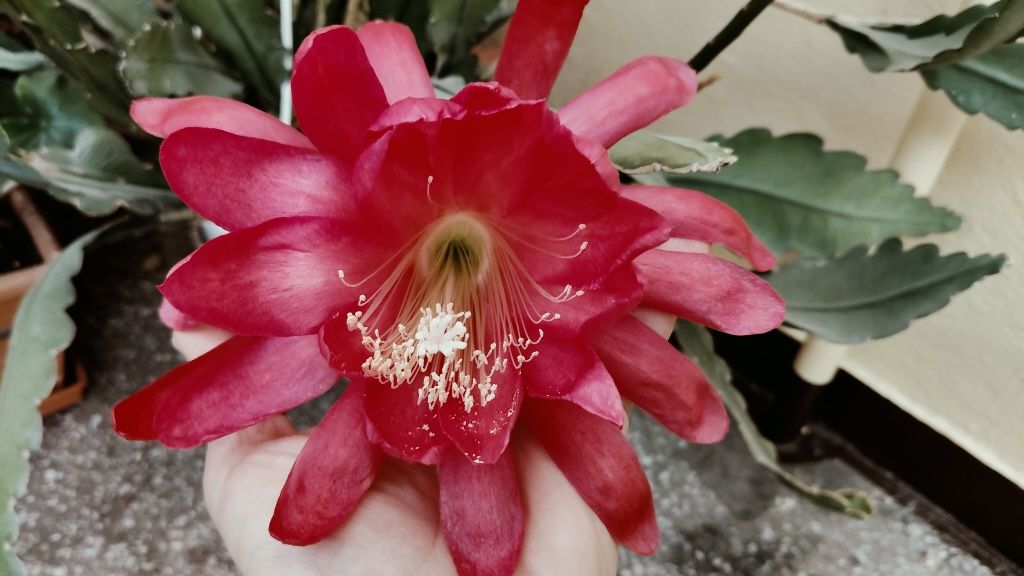 Epiphyllum sp. Kwiat czerwony duży.