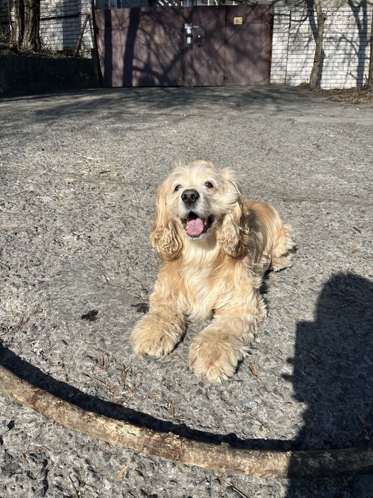 Передежка собачек маленьких  пород