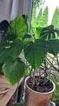 Monstera kwiat domowy