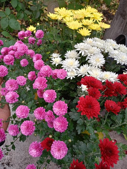 Хризантема Мультифлора