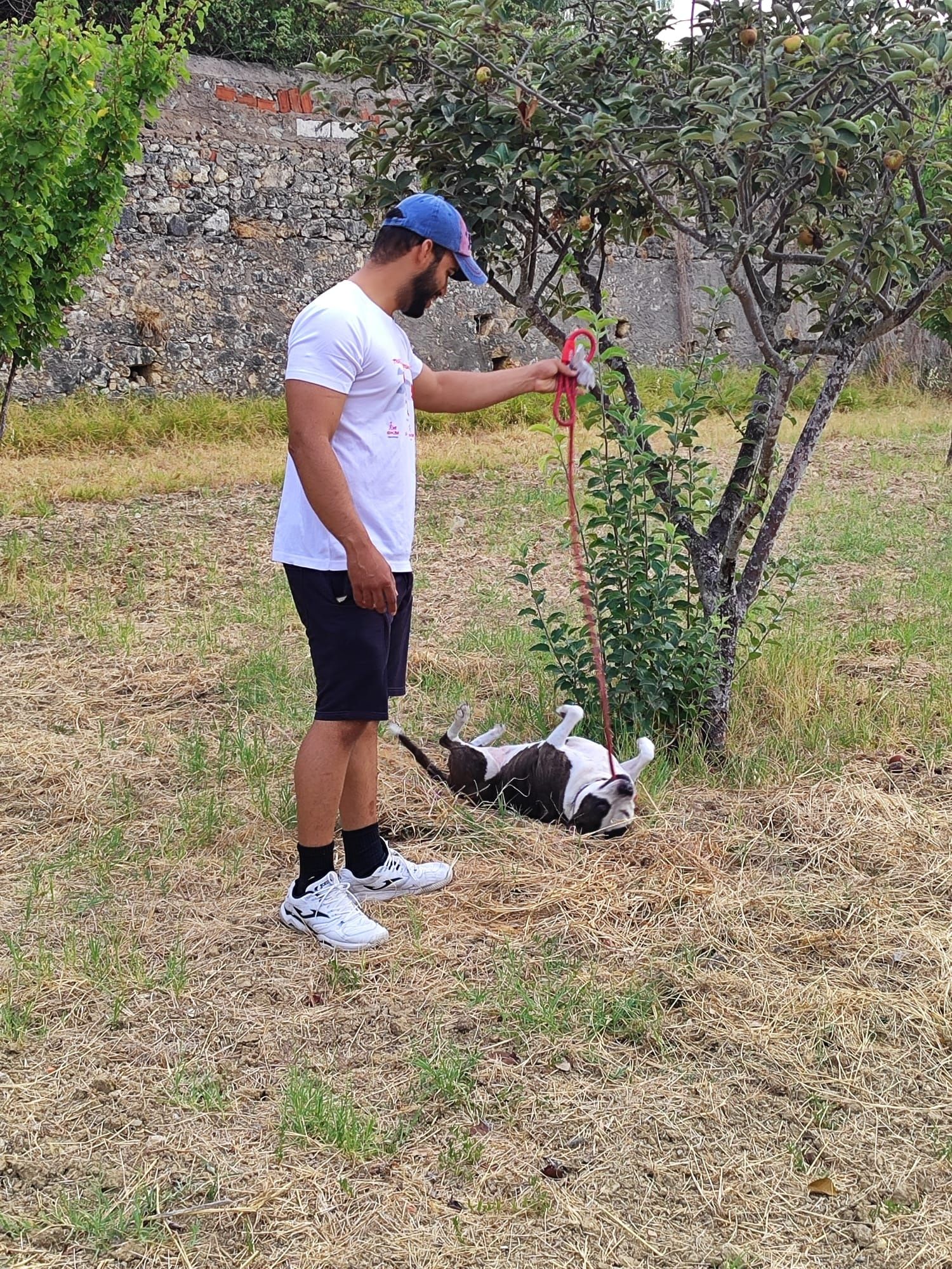Passear cães / Dog walker