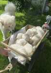 Samoyed szczenię piesek