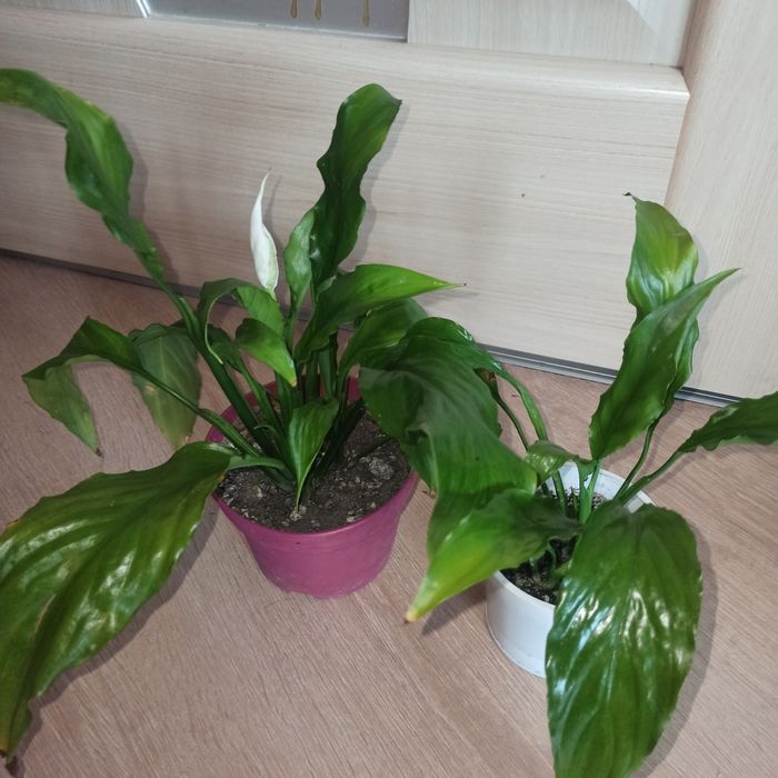 Жіноче щастя,спатифілум цвіте зараз