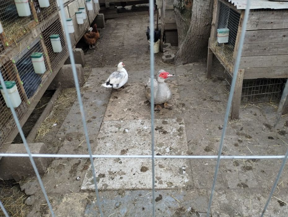 Sprzedam kaczki Francuskie