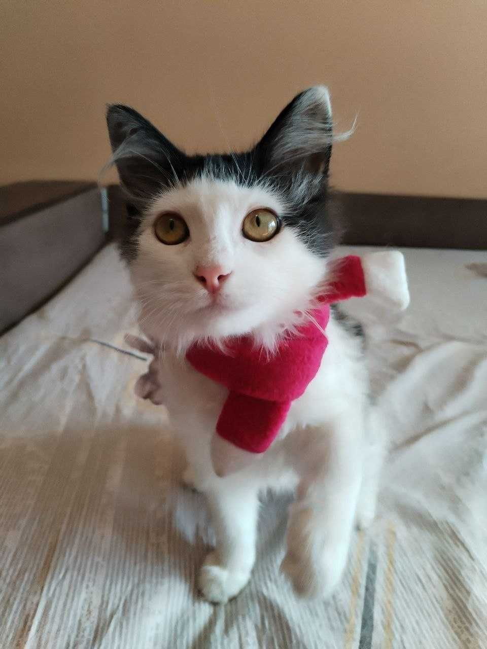 Кошенятко (котик) в добрі руки (безкоштовно) - Київ