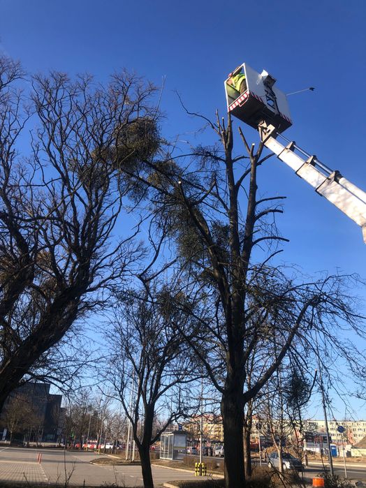 Wycinka drzew Krzewów