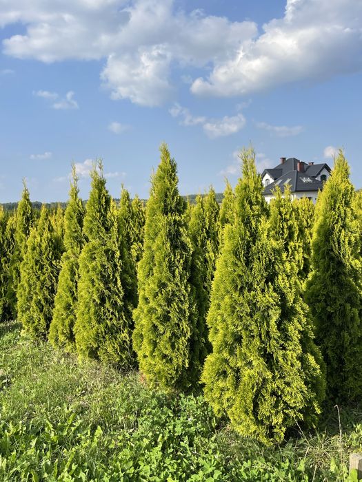 Tuja Szmaragd 250cm ‼️PRODUCENT‼️ tuje Brabant, świerki
