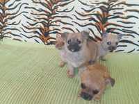 В продаже двухмесячные щенки Чихуа-хуа