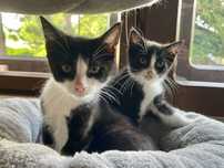 Rodzeństwo, samiec i samica do adopcji w dwupaku