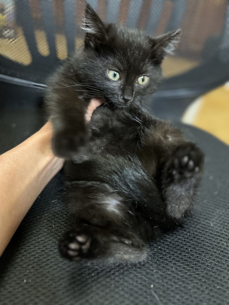 Кошеня пацан 3 міс