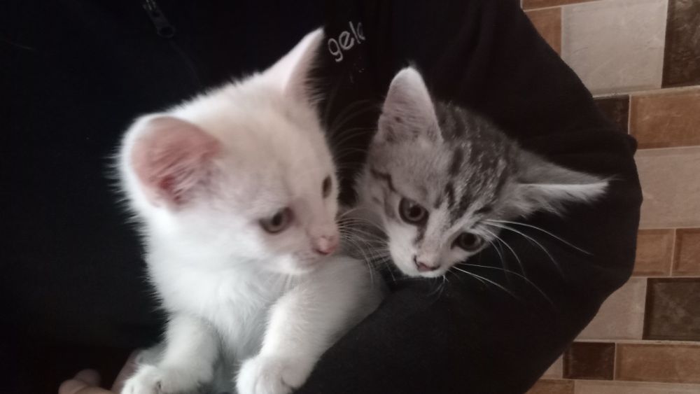 Маленьке кошеня-хлопчик шукає люблячу родину!