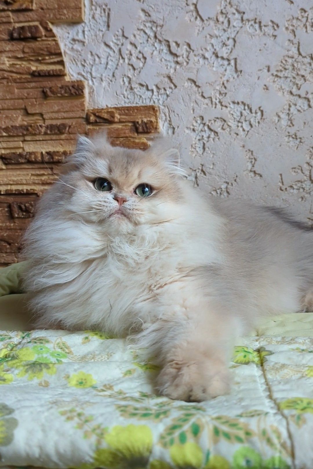 Голубое золото.Шиншила